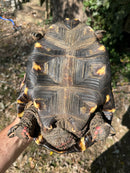 Brazilian Cherryhead Red Foot Tortoise Adult Female