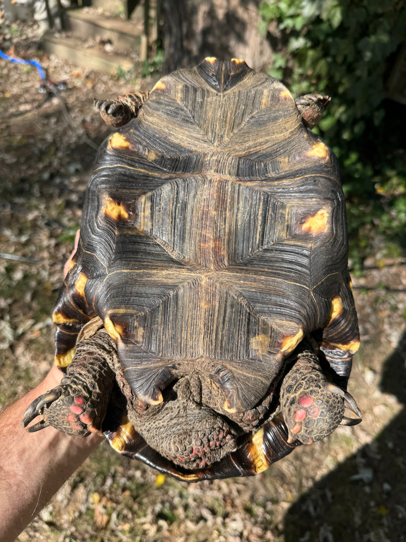 Brazilian Cherryhead Red Foot Tortoise Adult Female