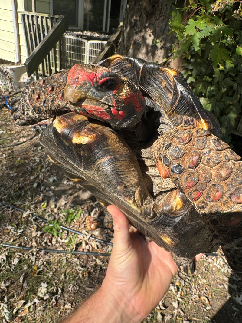 Brazilian Cherryhead Red Foot Tortoise Adult Female