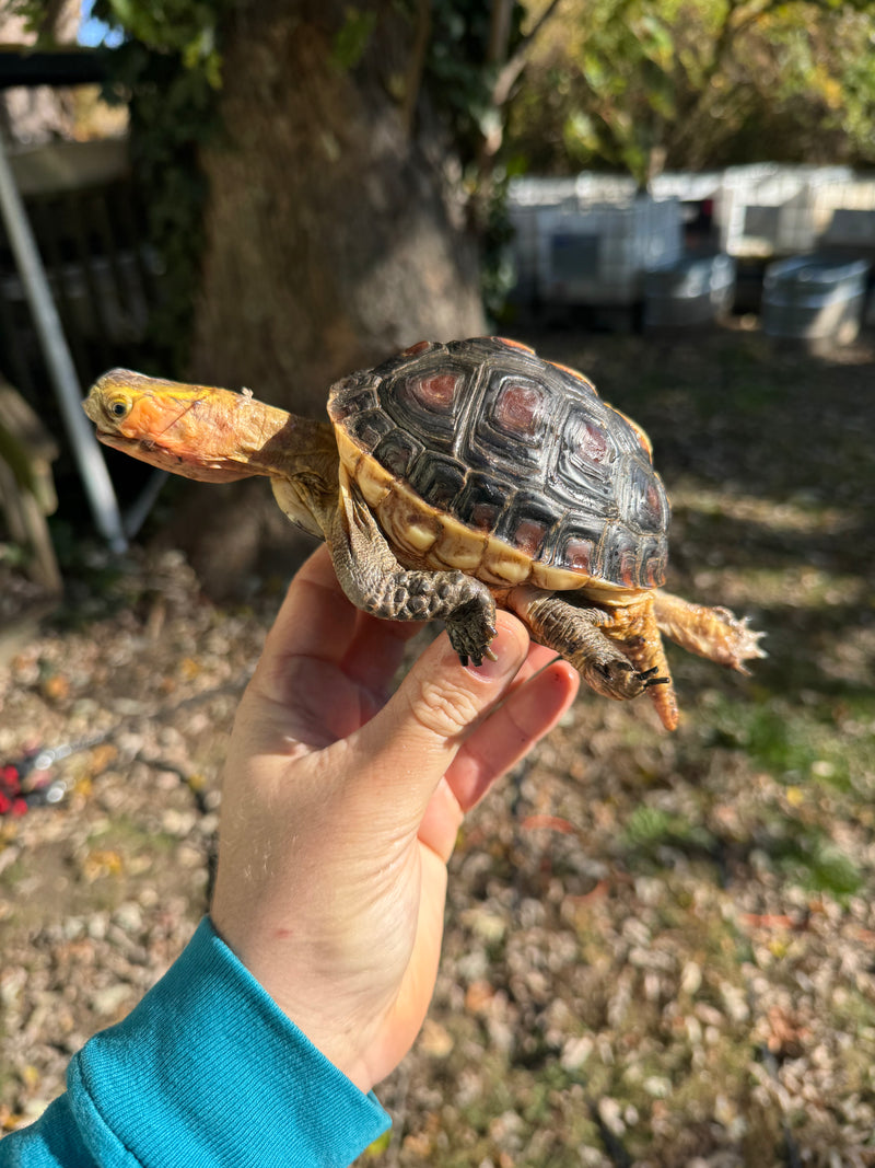 Chinese Box Turtle Adult Male