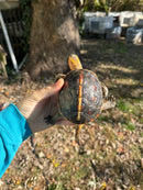 Chinese Box Turtle Adult Male