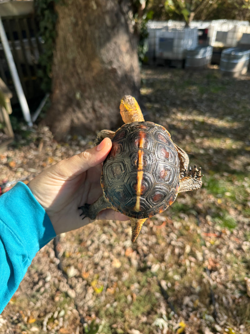 Chinese Box Turtle Adult Male