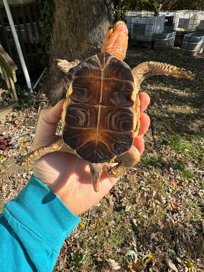 Chinese Box Turtle Adult Male