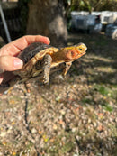 Chinese Box Turtle Adult Male