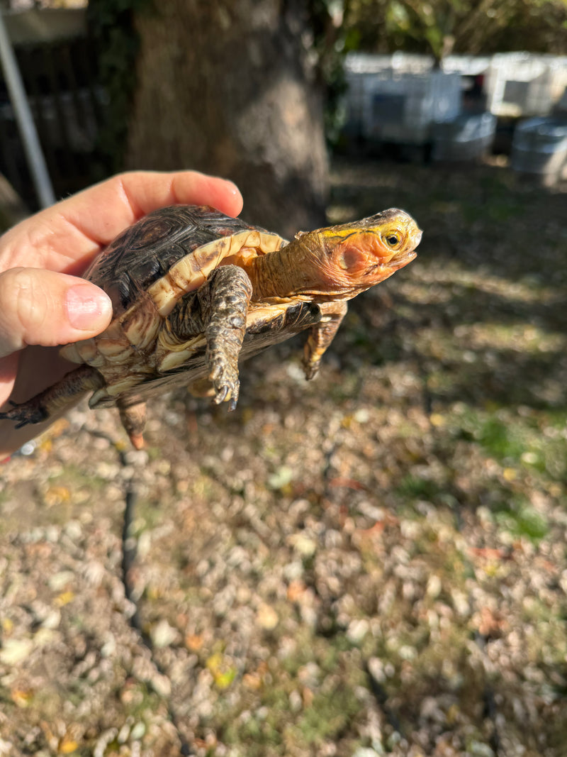 Chinese Box Turtle Adult Male