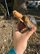 Chinese Box Turtle Adult Male