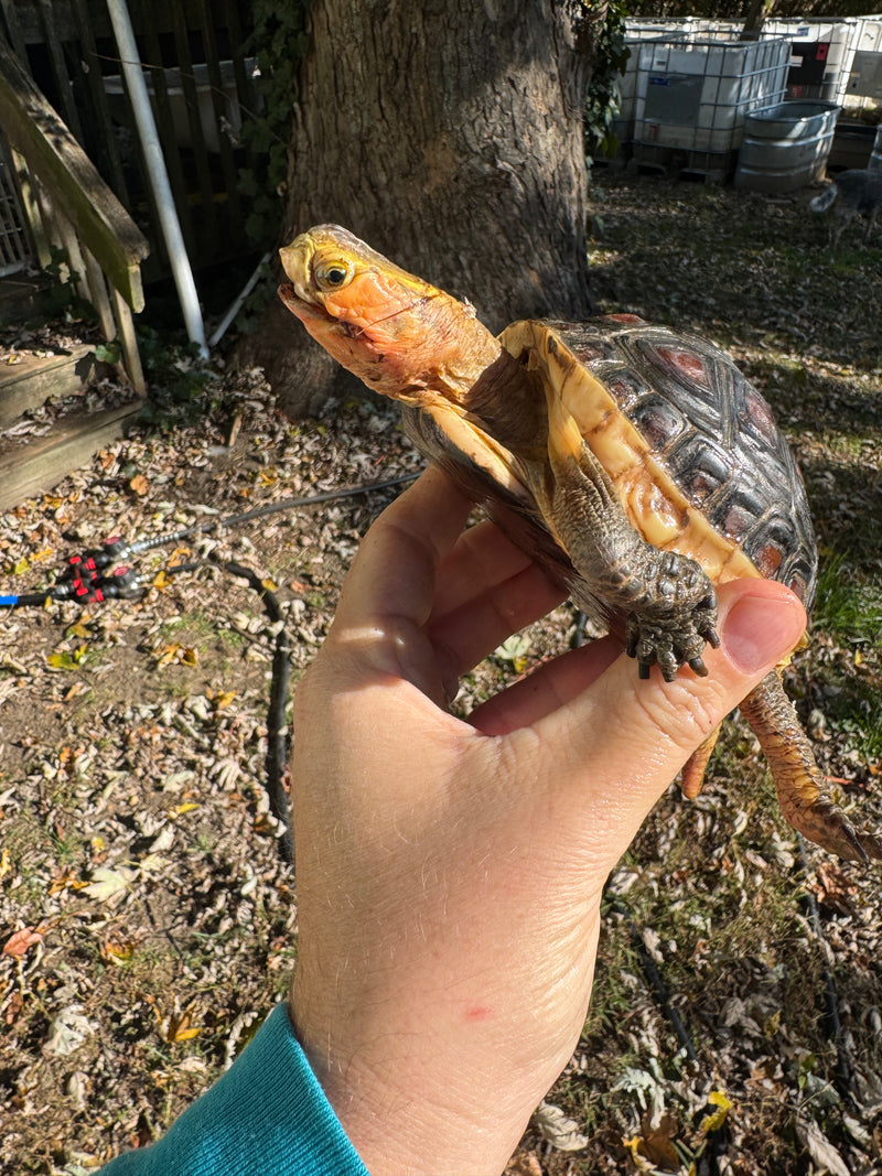 Chinese Box Turtle Adult Male