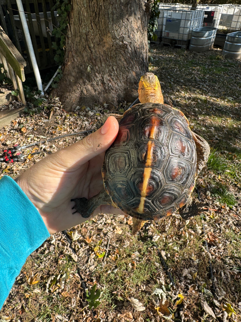 Chinese Box Turtle Adult Male