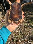 Chinese Box Turtle Adult Male