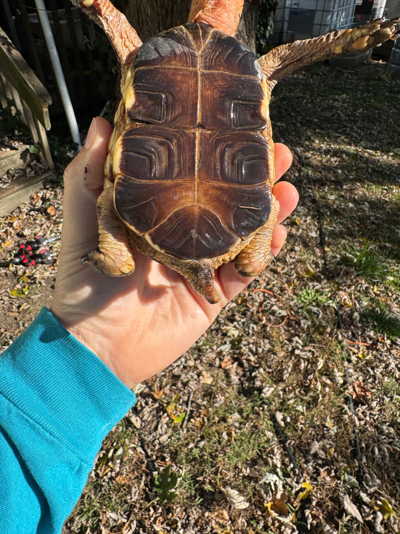 Chinese Box Turtle Adult Male