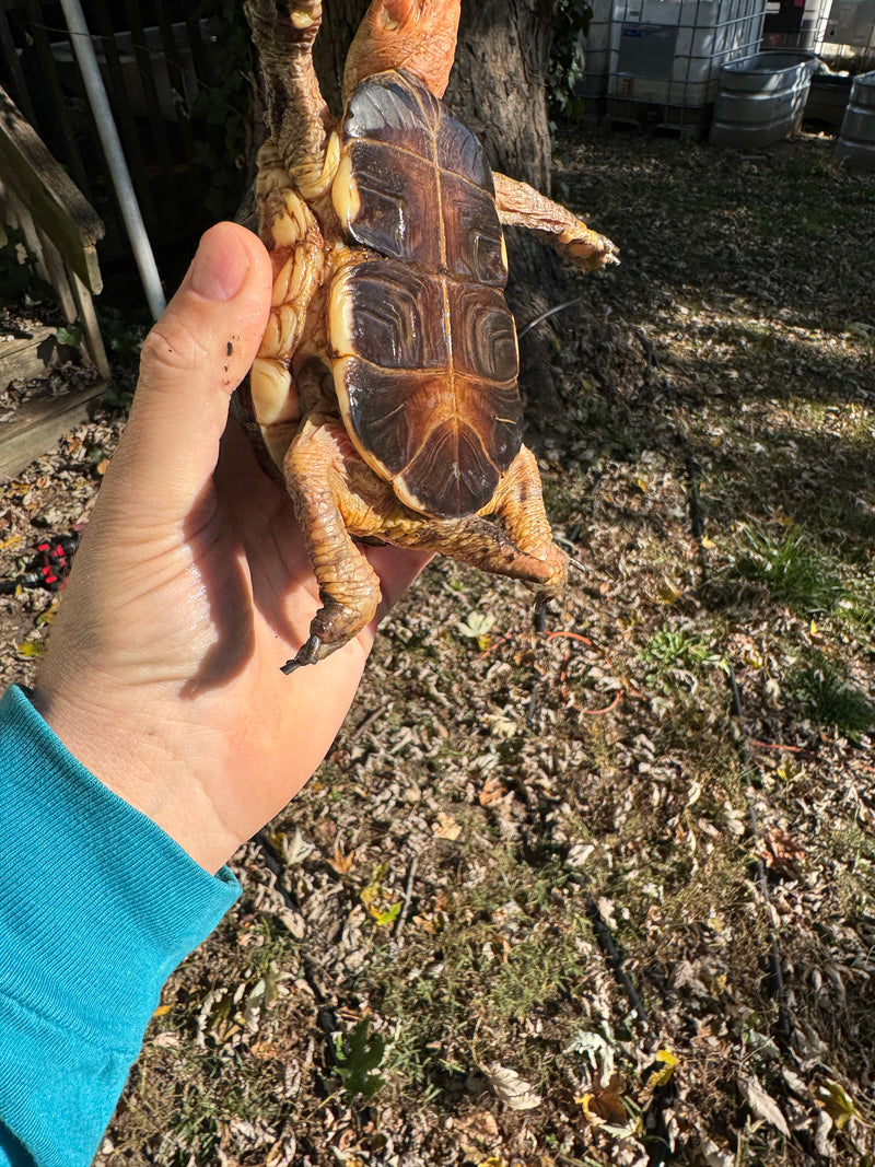 Chinese Box Turtle Adult Male