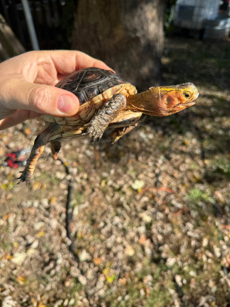 Chinese Box Turtle Adult Male