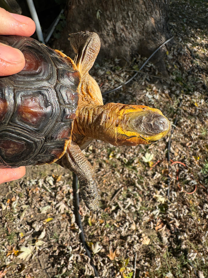 Chinese Box Turtle Adult Male