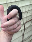 African Giant Millipedes (Archispirostreptus gigas)