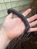 African Giant Millipedes (Archispirostreptus gigas)