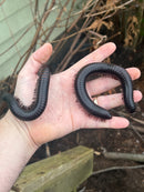 African Giant Millipedes (Archispirostreptus gigas)