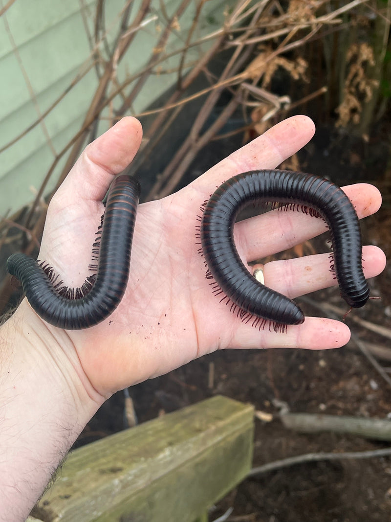 Python Millpede Giant Millipede Pet African Train Millipede For Sale
