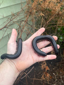 African Giant Millipedes (Archispirostreptus gigas)