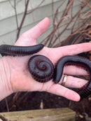 African Giant Millipedes (Archispirostreptus gigas)