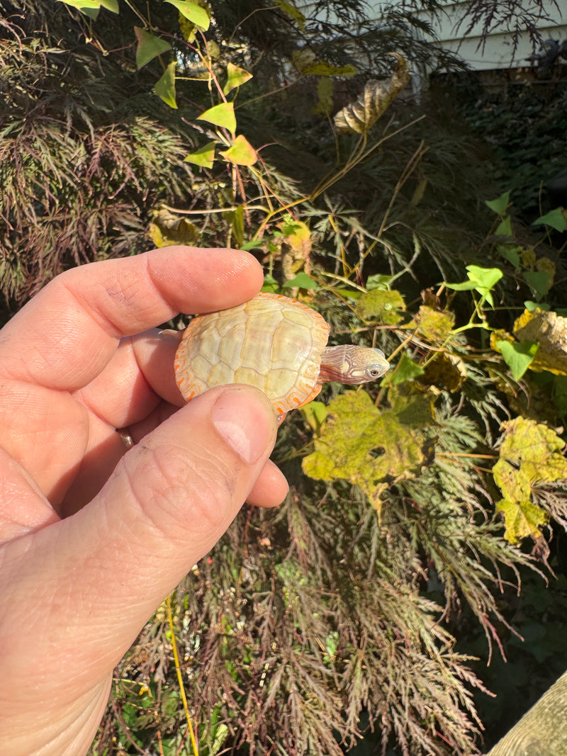 Albino Eastern Painted Turtle 2025