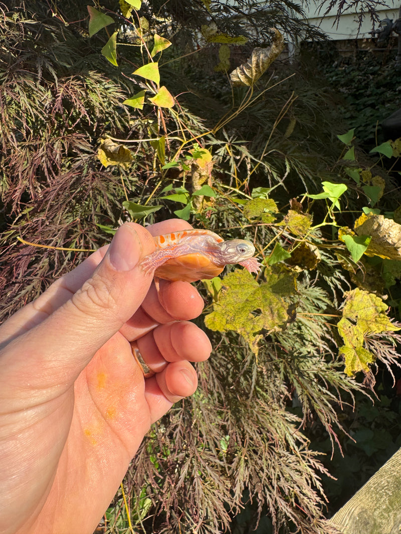 Albino Eastern Painted Turtle 2025