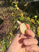 Albino Eastern Painted Turtle 2025