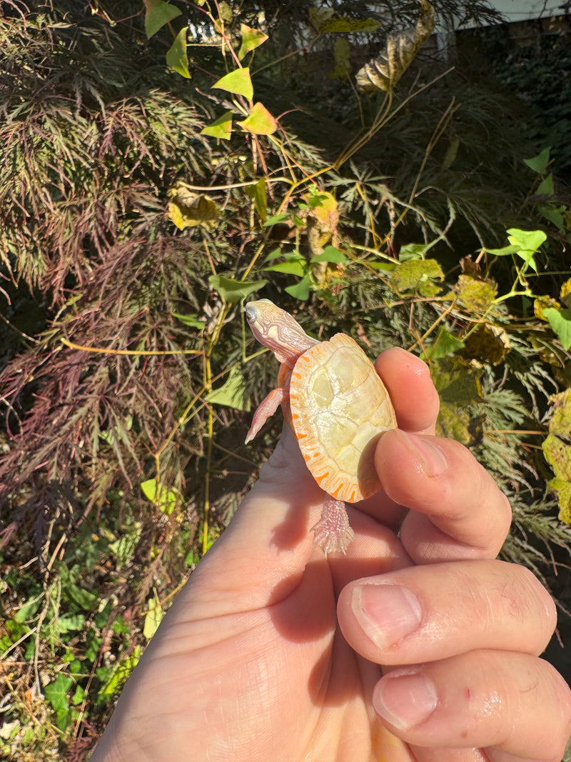 Albino Eastern Painted Turtle 2025