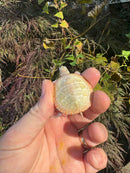 Albino Eastern Painted Turtle 2025