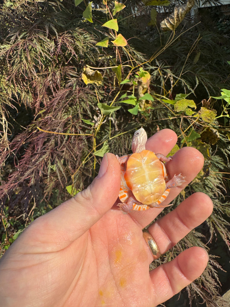 Albino Eastern Painted Turtle 2025