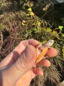 Albino Eastern Painted Turtle 2025