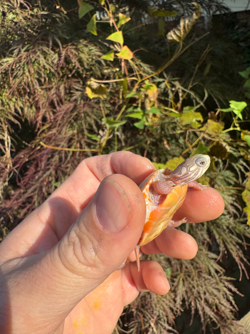 Albino Eastern Painted Turtle 2025