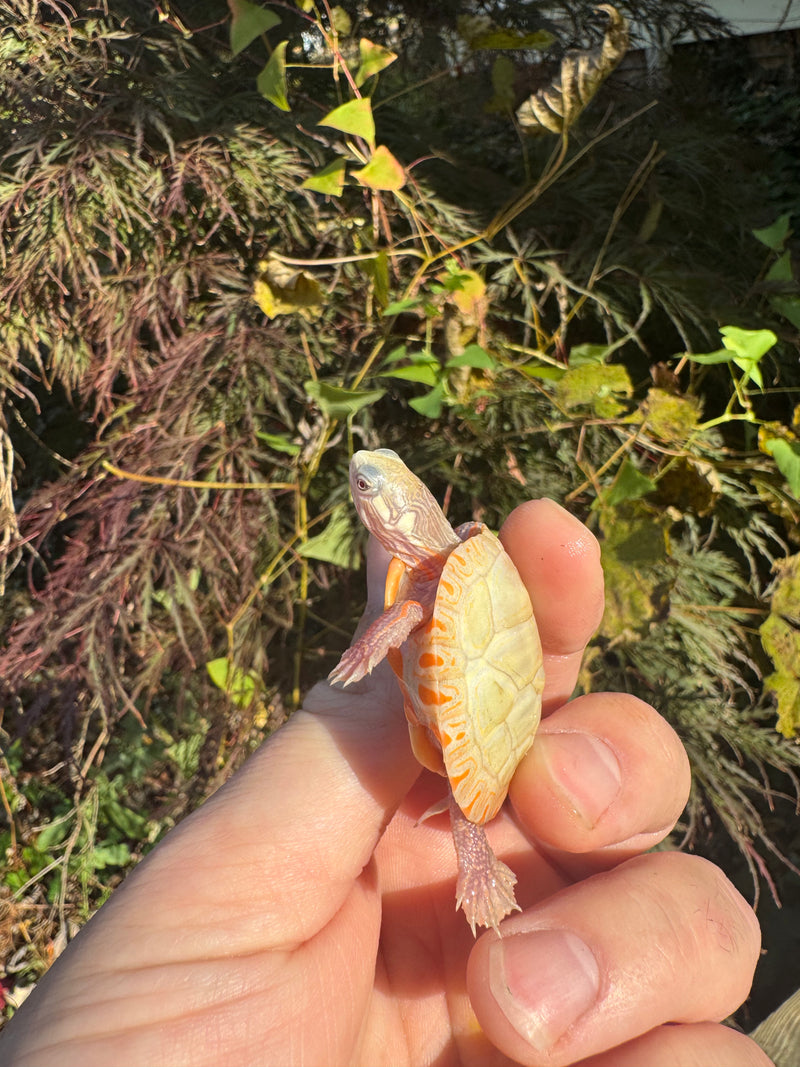 Albino Eastern Painted Turtle 2025