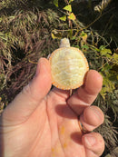 Albino Eastern Painted Turtle 2025