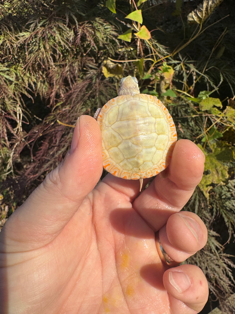 Albino Eastern Painted Turtle 2025