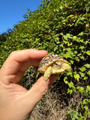 Leopard Tortoise 2024