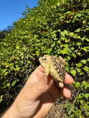 Leopard Tortoise 2024