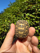 Leopard Tortoise 2024