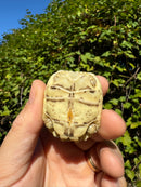 Leopard Tortoise 2024