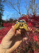 Sri Lankan Star Tortoise 2025