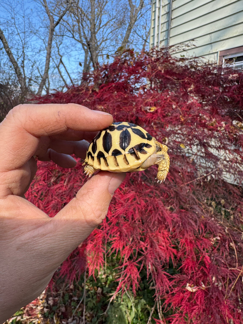 Sri Lankan Star Tortoise 2025