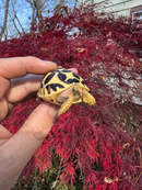 Sri Lankan Star Tortoise 2025