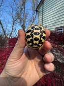 Sri Lankan Star Tortoise 2025