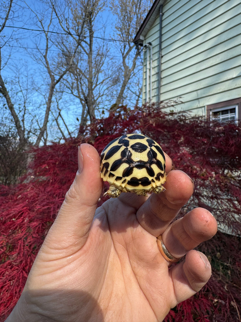 Sri Lankan Star Tortoise 2025