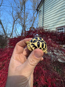 Sri Lankan Star Tortoise 2025