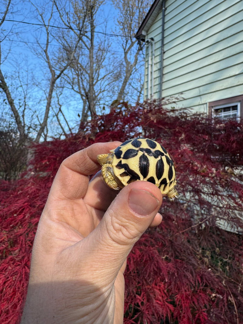 Sri Lankan Star Tortoise 2025