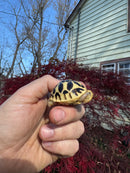 Sri Lankan Star Tortoise 2025