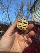 Sri Lankan Star Tortoise 2025