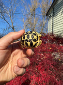 Sri Lankan Star Tortoise 2025