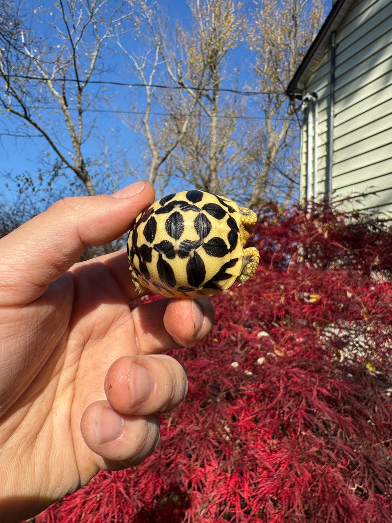 Sri Lankan Star Tortoise 2025