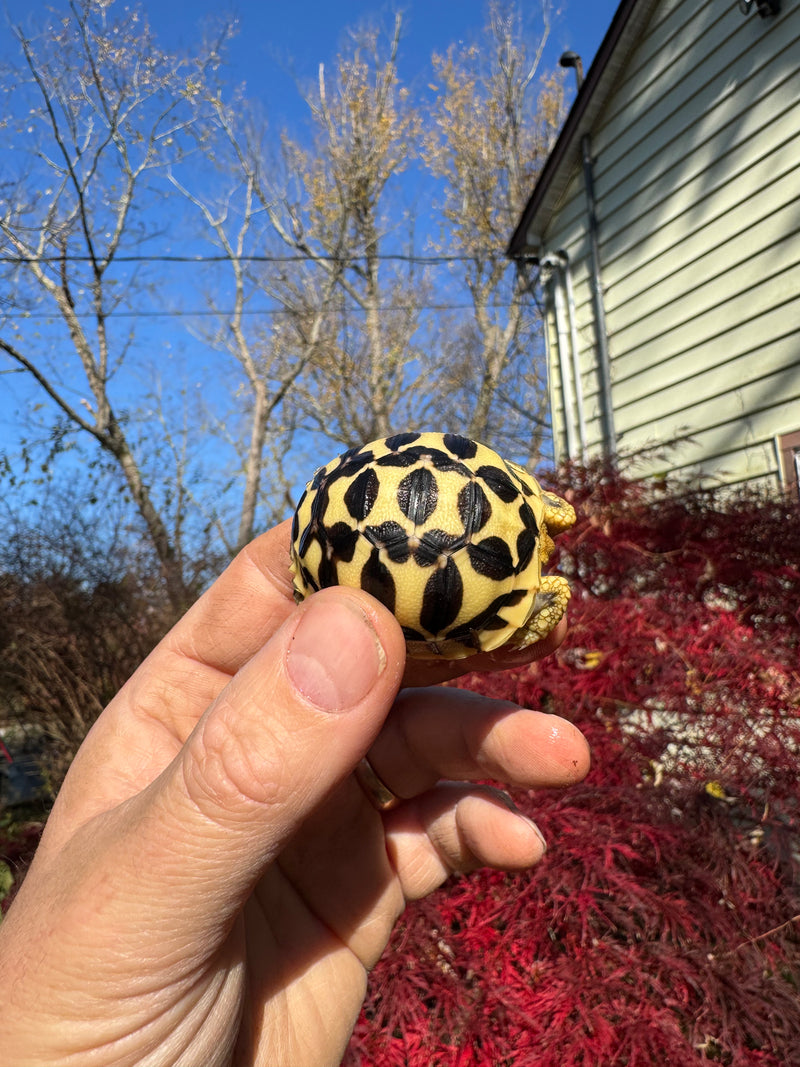 Sri Lankan Star Tortoise 2025